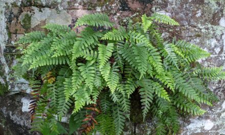 Polypodium appalachianum