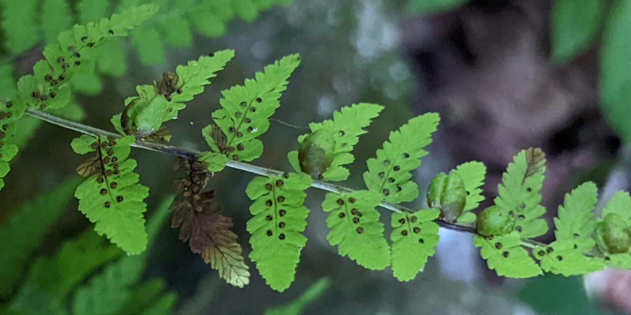 Cystopteris bulbifera