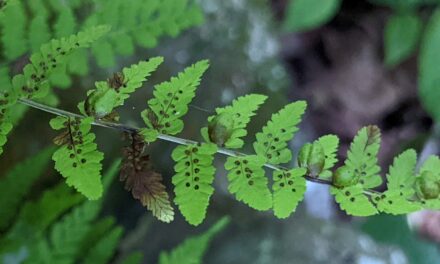 Cystopteris bulbifera