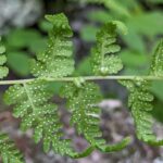 Bulblet Fern – Cystopteris bulbifera – Cystopteridaceae – Hidden Valley (11) (Cystopteris bulbifera)