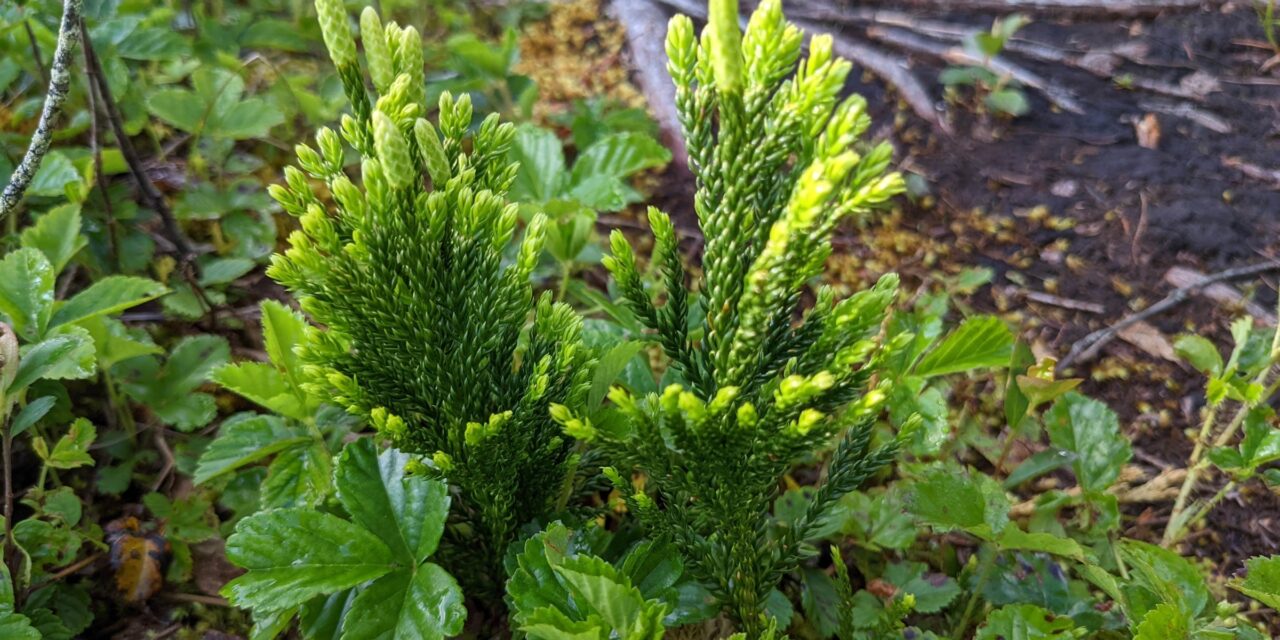 Dendrolycopodium hickeyi