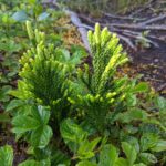 Dendrolycopodium hickeyi