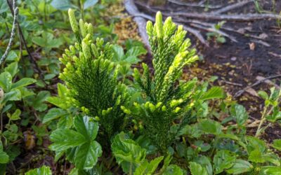 Dendrolycopodium hickeyi