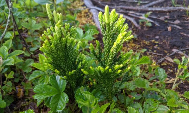 Dendrolycopodium hickeyi