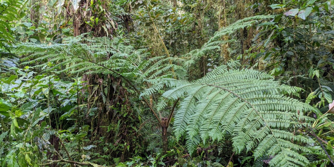 Tree Fern