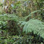 Tree Fern