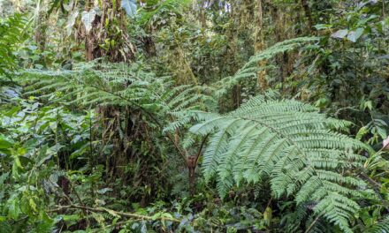 Tree Fern