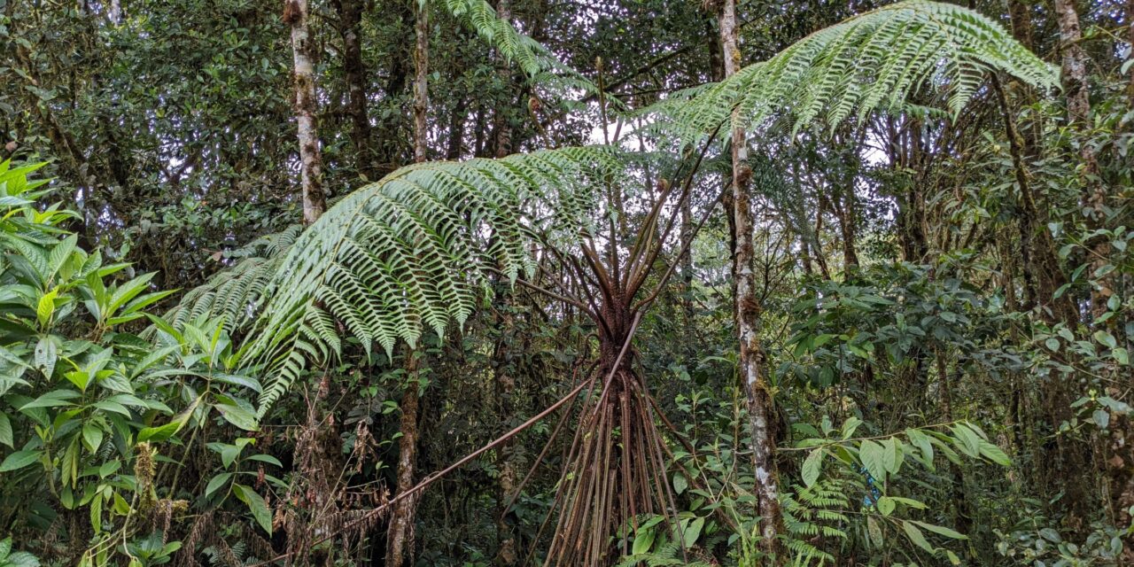 Cyathea tungurahuae