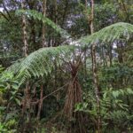 Cyathea tungurahuae