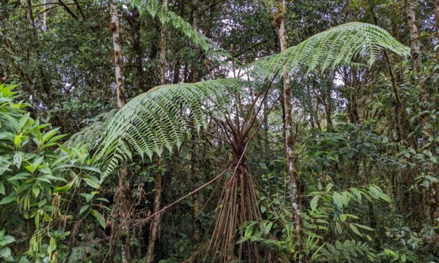 Cyathea tungurahuae