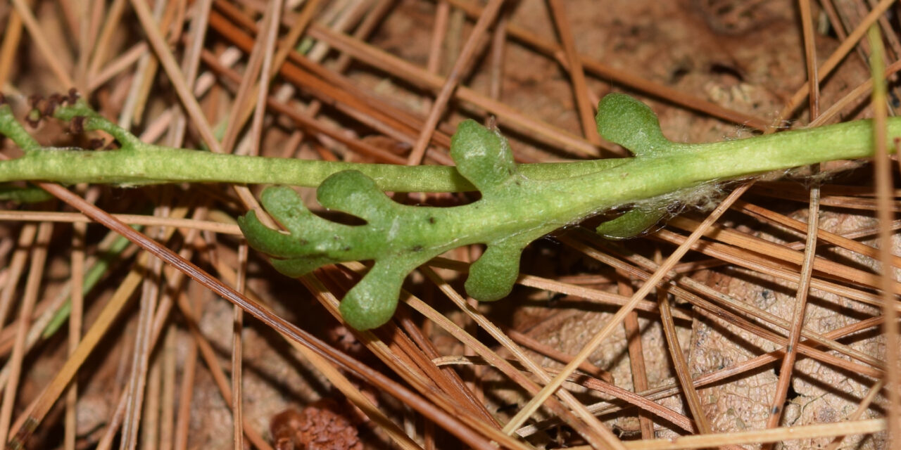 Botrychium matricariifolium