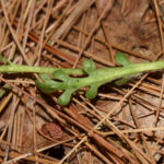 Botrychium matricariifolium