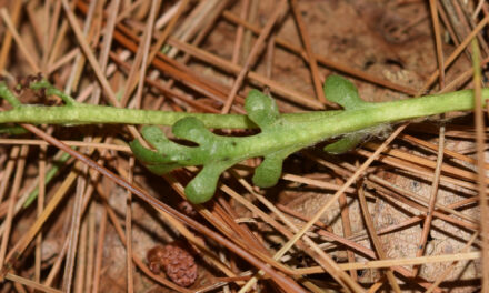 Botrychium matricariifolium