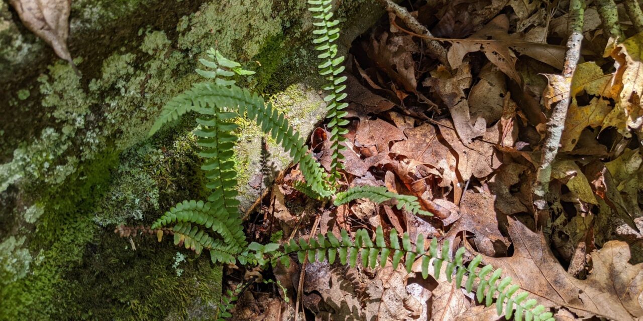 Asplenium platyneuron