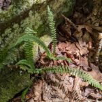 Asplenium platyneuron