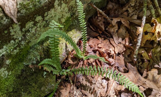 Asplenium platyneuron