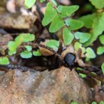 Ebony Spleenwort – Asplenium platyneuron – Aspleniaceae – Greenbriar River Trail – Roarer (8) (Asplenium platyneuron)