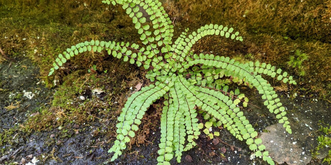 Asplenium trichomanes