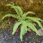 Asplenium trichomanes