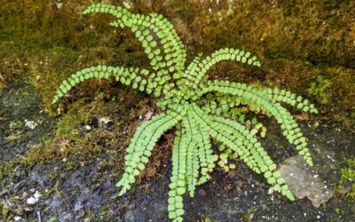 Asplenium trichomanes