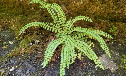 Asplenium trichomanes