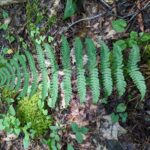 Marginal Wood Fern – Dryopteris marginalis – Dryopteridaceae – Watoga State Park – Dragon Draft Trail (2) (Dryopteris marginalis)