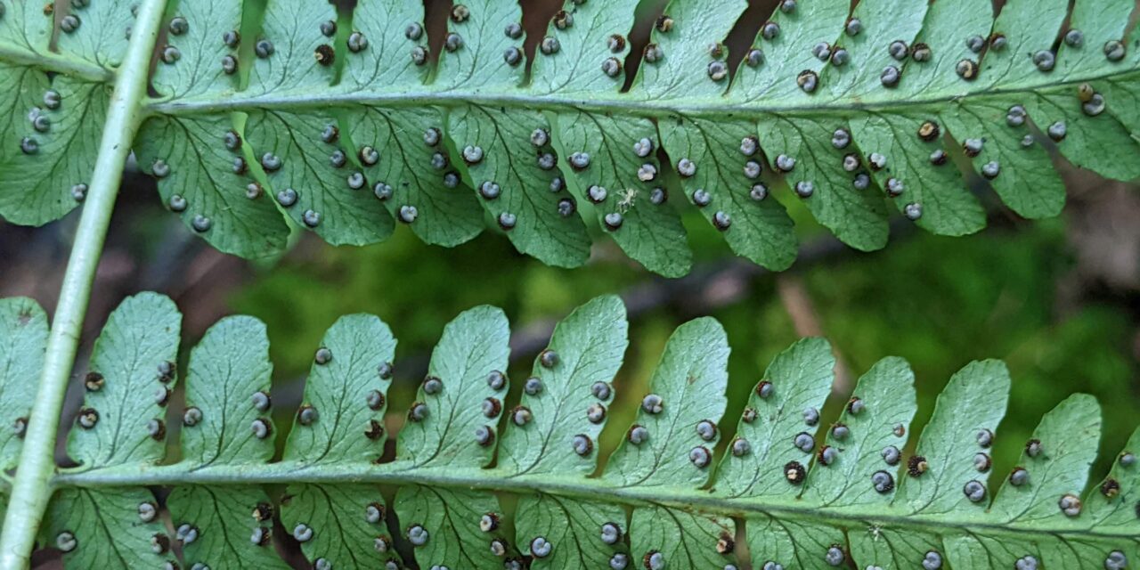 Dryopteris marginalis