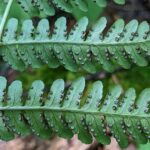 Marginal Wood Fern – Dryopteris marginalis – Dryopteridaceae – Watoga State Park – Dragon Draft Trail (4) (Dryopteris marginalis)