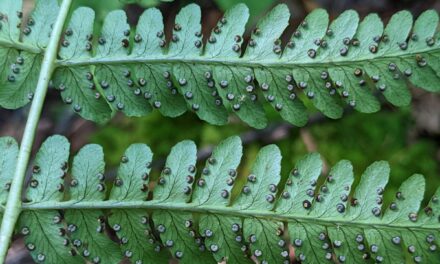 Dryopteris marginalis