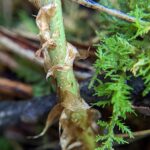 Marginal Wood Fern – Dryopteris marginalis – Dryopteridaceae – Watoga State Park – Dragon Draft Trail (6) (Dryopteris marginalis)
