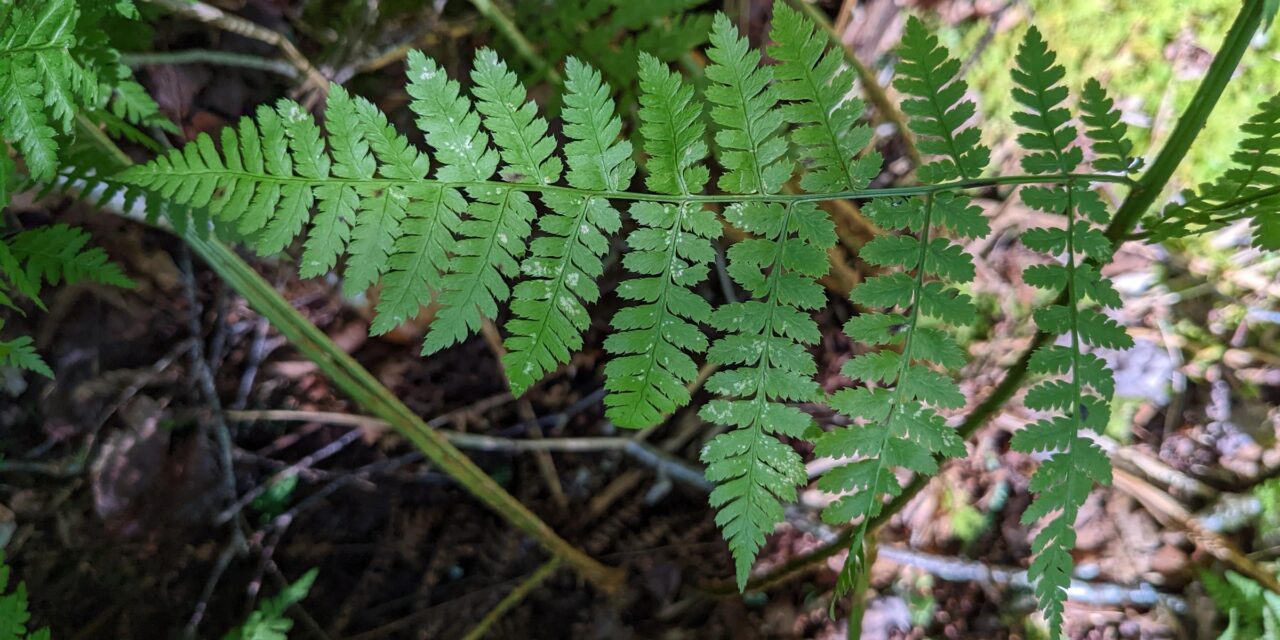 Dryopteris campyloptera