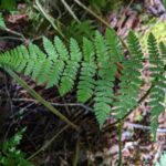 Dryopteris campyloptera