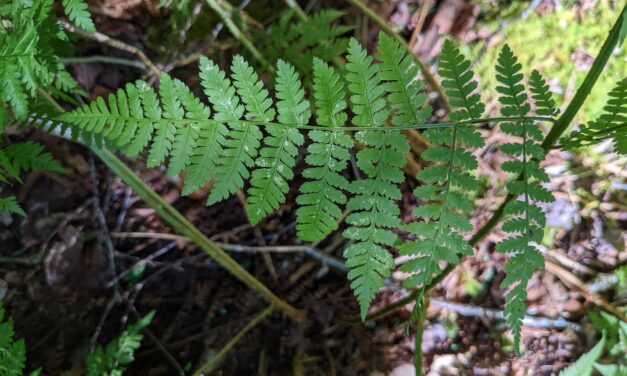 Dryopteris campyloptera