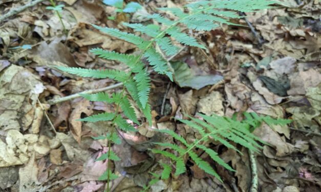 Amauropelta noveboracensis