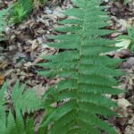 New York Fern – Amauropelta noveboracensis – Thelypteridaceae – Greenbriar River Trail – Buckeye (7) (Amauropelta noveboracensis)