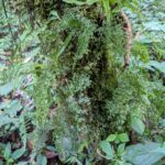 Hymenophyllum myriocarpum – Hymenophyllaceae – Upper Trail – San Isidro (1) (Hymenophyllum myriocarpum)