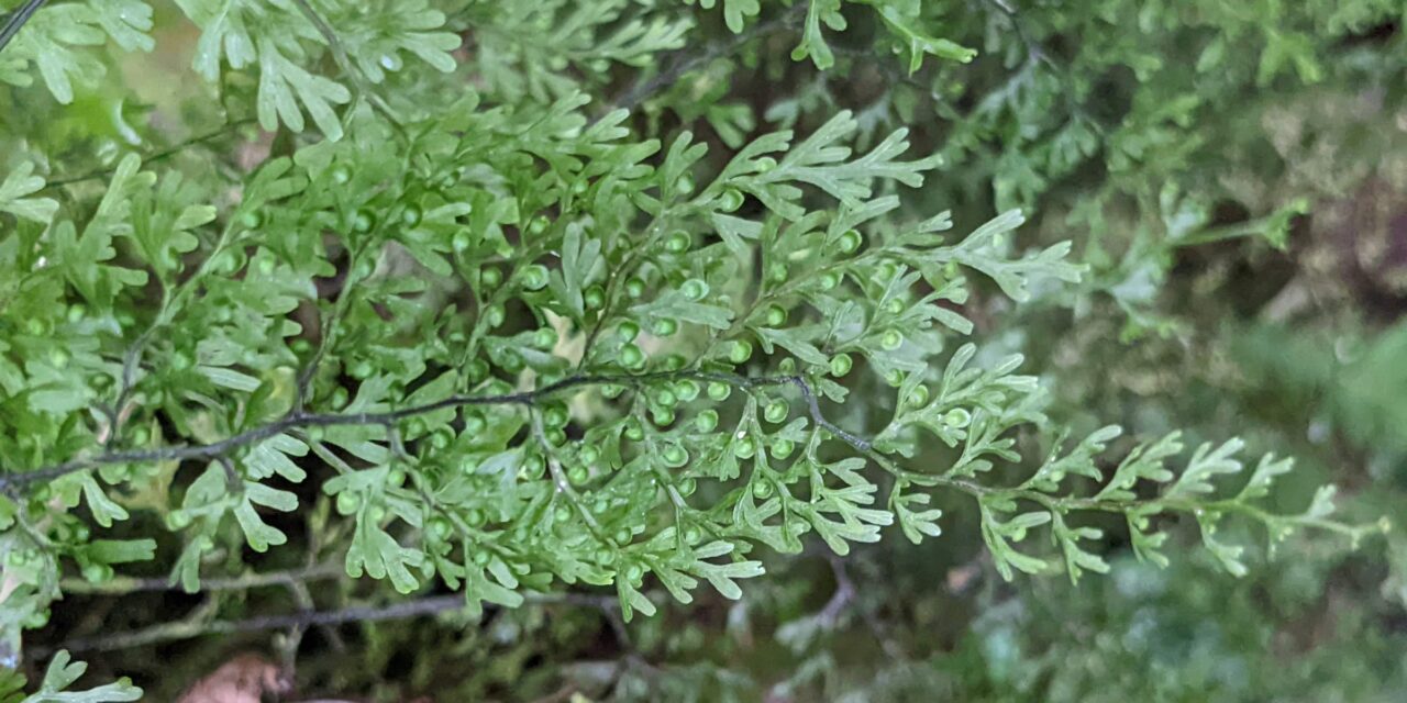 Hymenophyllum myriocarpum
