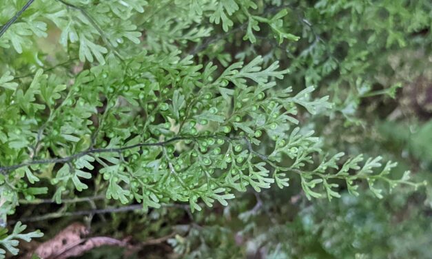 Hymenophyllum myriocarpum