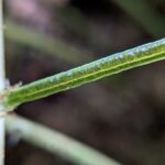 Lomaridium fragile – Blechnaceae – Macu trail – San Isidro (15) (Lomaridium fragile)