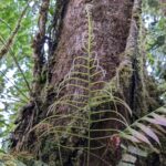 Lomaridium fragile – Blechnaceae – Macu trail – San Isidro (8) (Lomaridium fragile)
