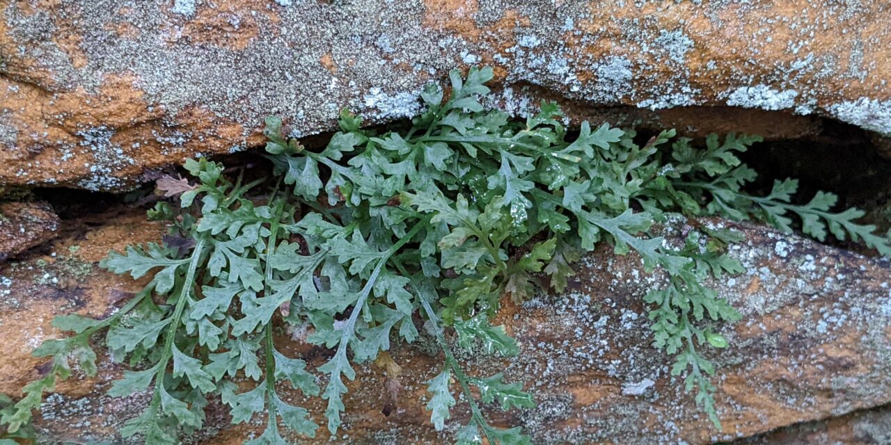 Asplenium montanum