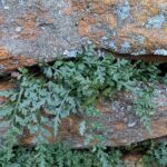 Asplenium montanum