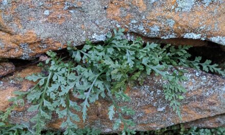 Asplenium montanum