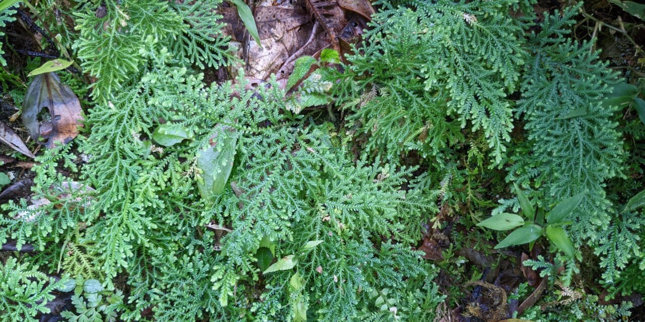 Selaginella haenkeana