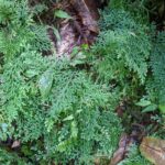 Selaginella haenkeana