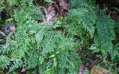 Selaginella haenkeana