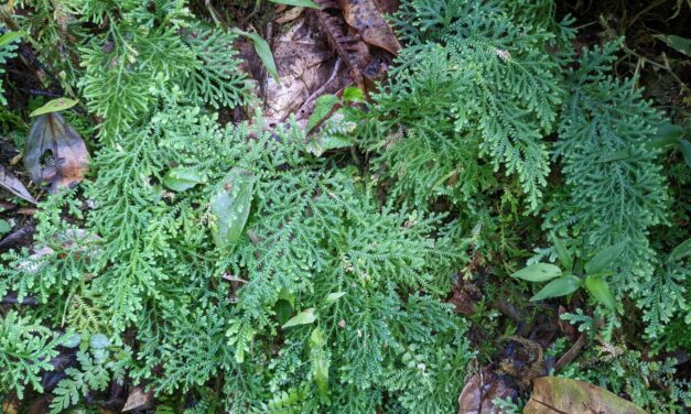 Selaginella haenkeana