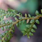 Selaginella lingulate – Selaginellaceae – Pond Trail – San Isidro (10) (Selaginella lingulata)