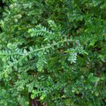 Selaginella lingulate – Selaginellaceae – Pond Trail – San Isidro (3) (Selaginella lingulata)