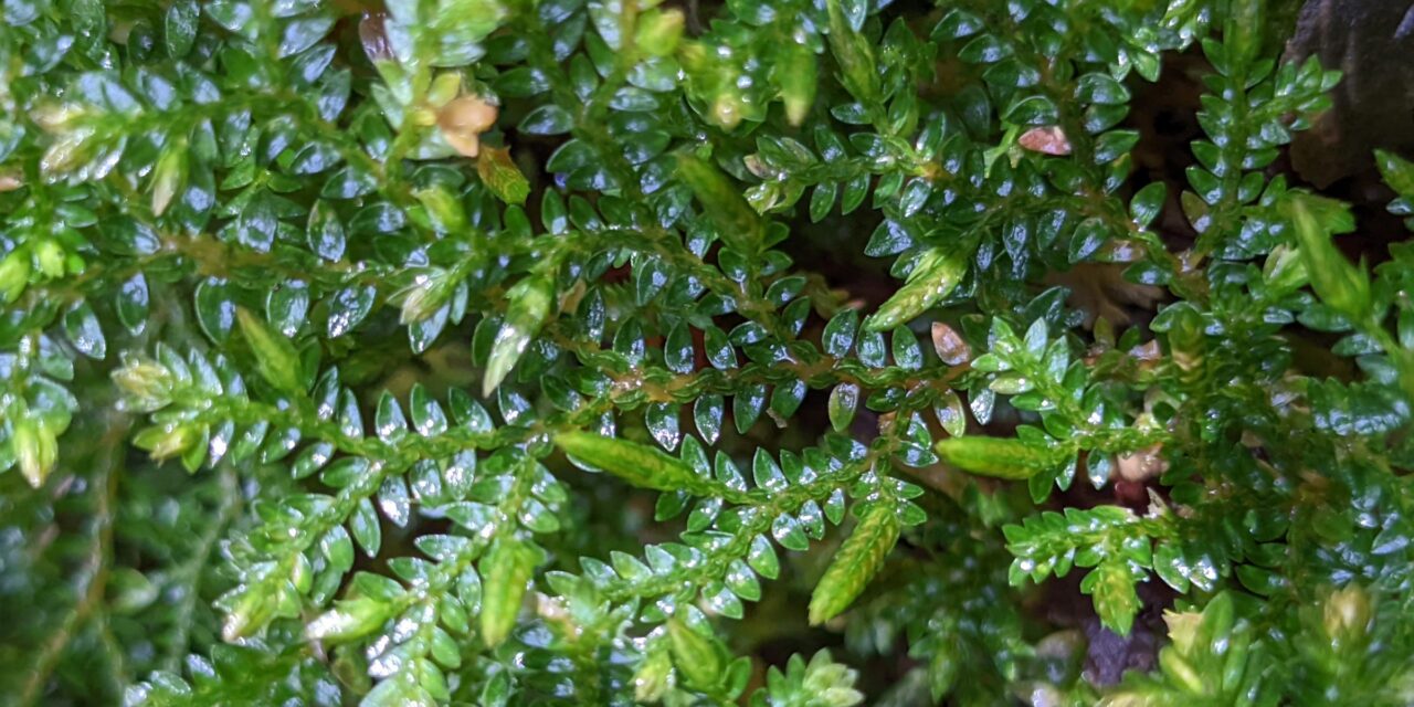 Selaginella lingulata